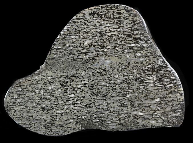 Pyritized Polished Iguanodon Bone - Isle Of Wight #44270